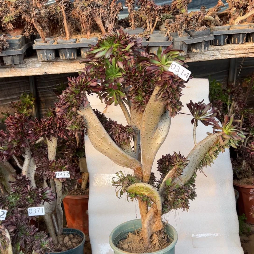 有伤黑缀314高度52