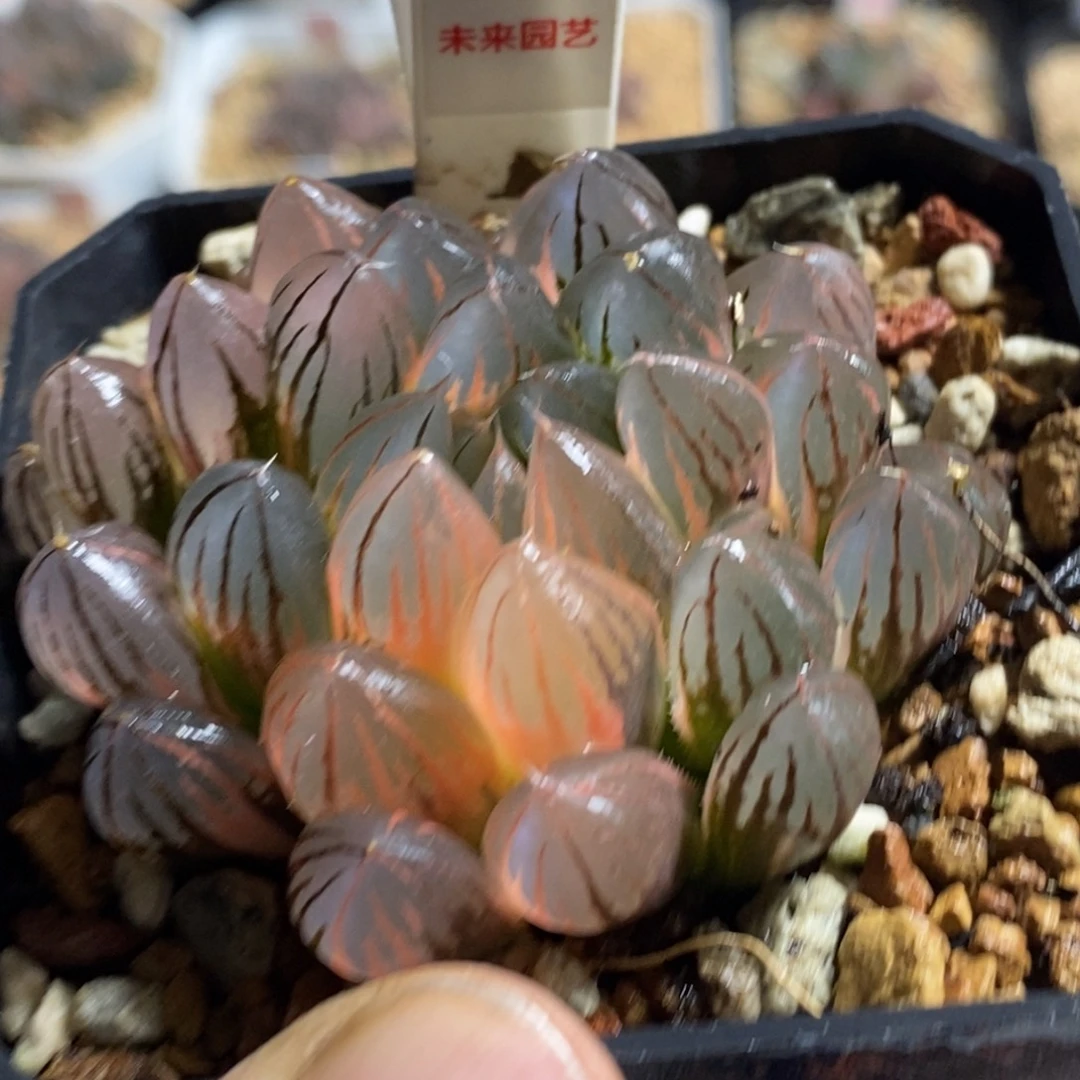 601糊斑带拉丝霓虹灯