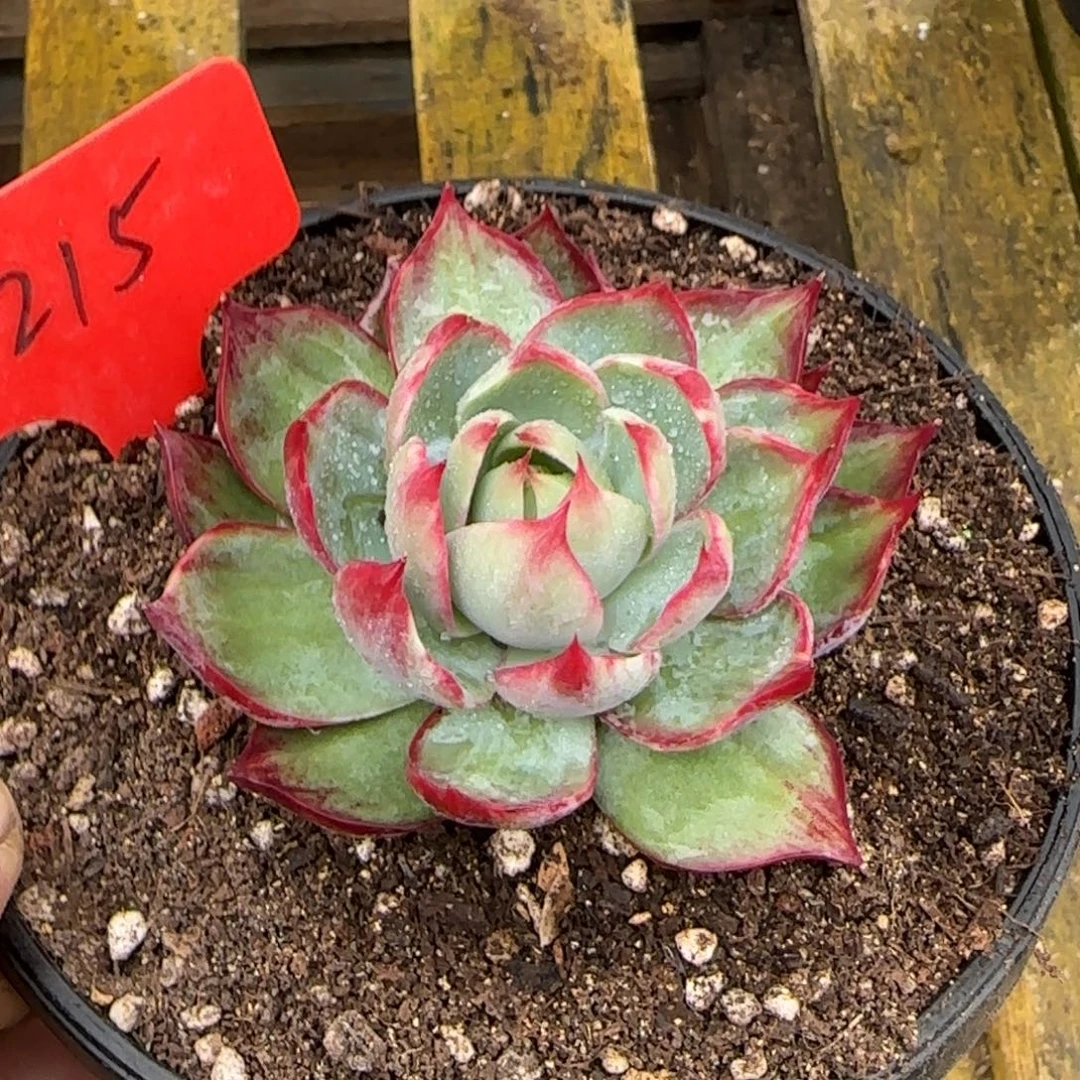 惊鸿一物一拍包装收缩花旱215