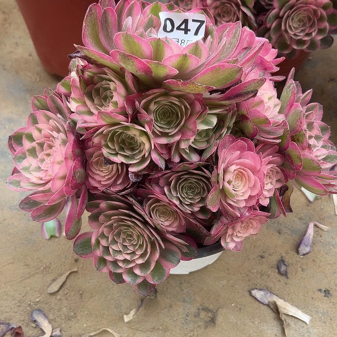 6.8-47荔枝多肉植物1