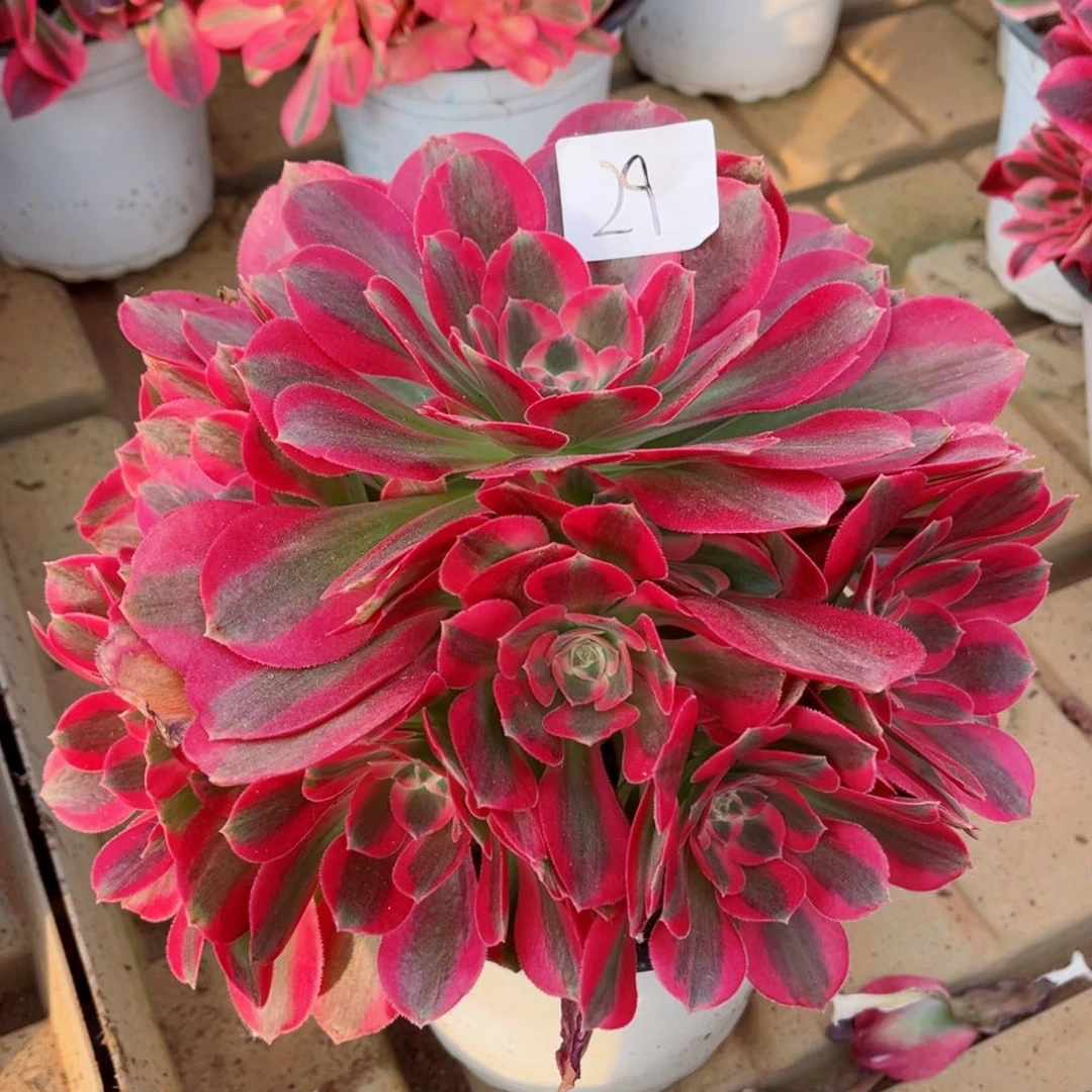 一物一拍多肉法师29