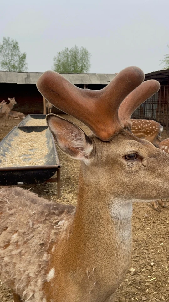 新鲜鹿茸 鹿肉 以直播实物为准