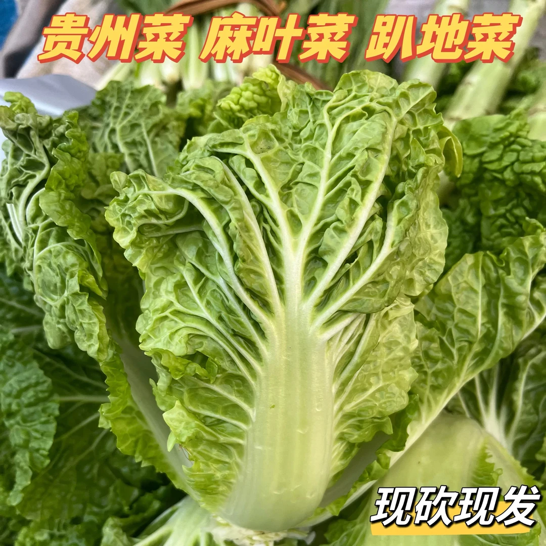 贵州高山露天麻叶白菜新鲜蔬菜皱叶青麻菜火锅大白菜（主播专属）