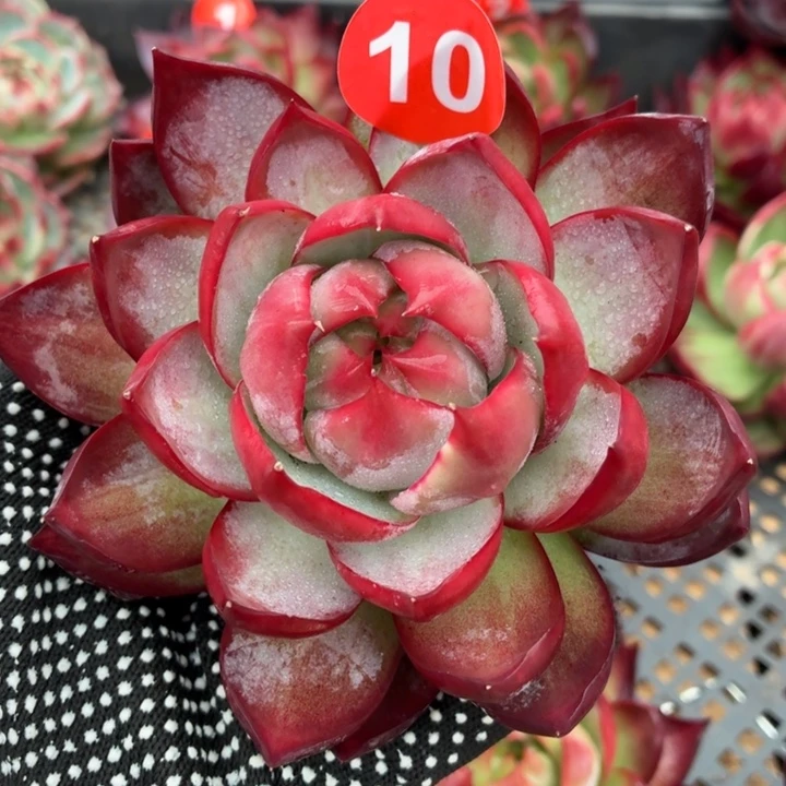 多肉植物 惊鸿仙子-4