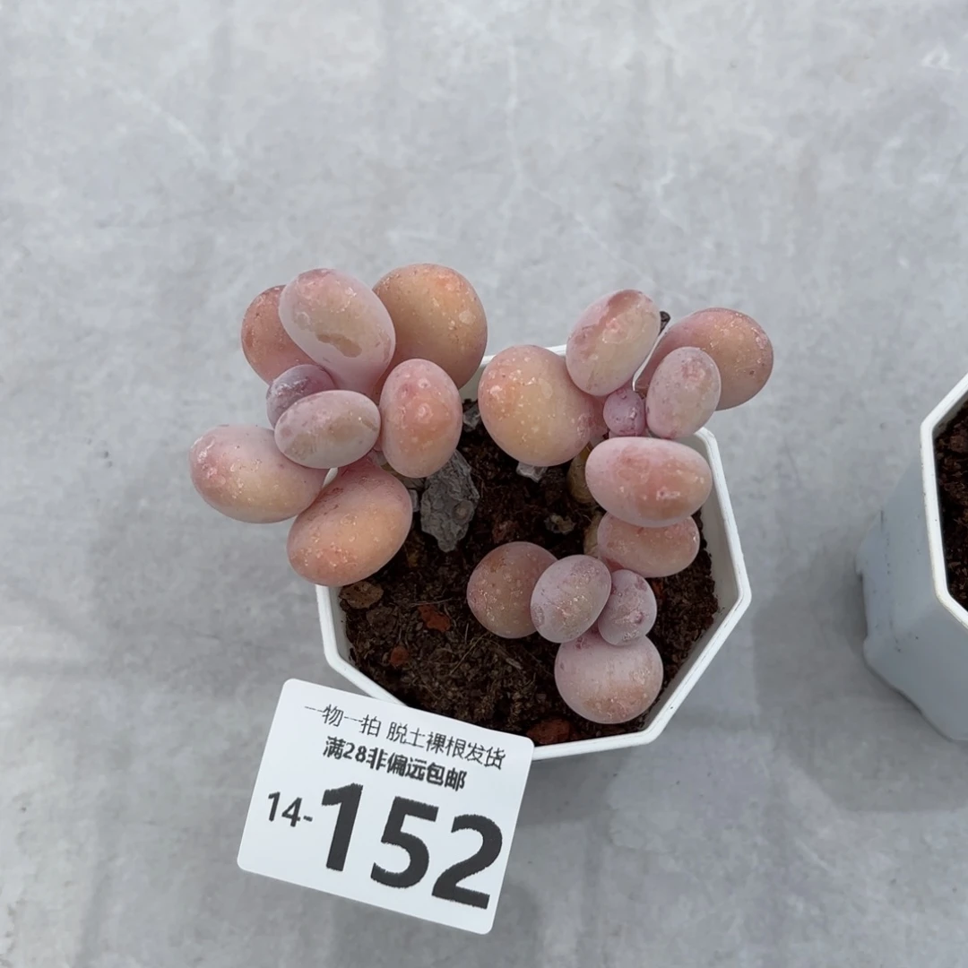 蛋黄奶三头多肉多肉多肉