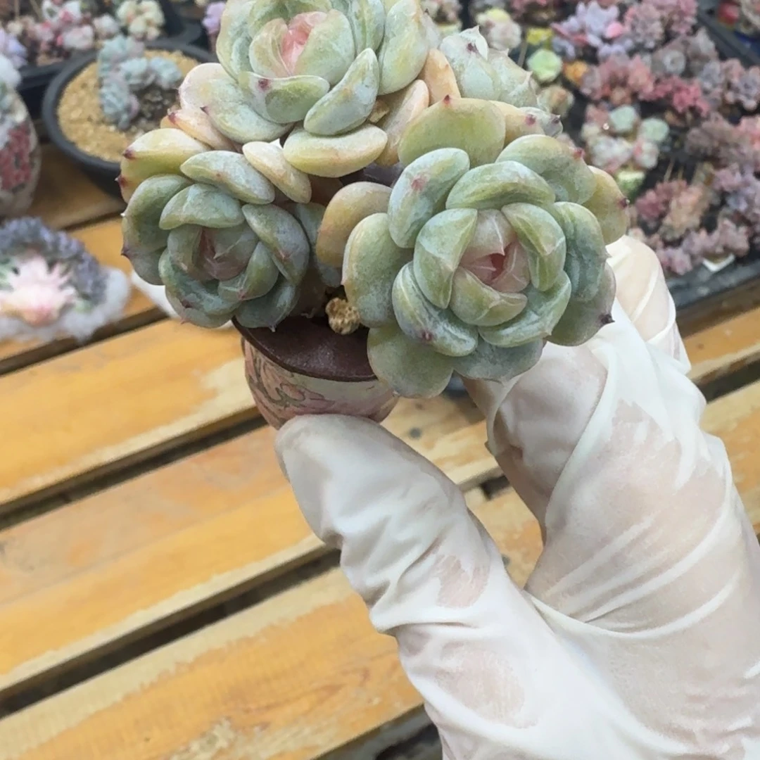 刘***～一物一拍不退不换