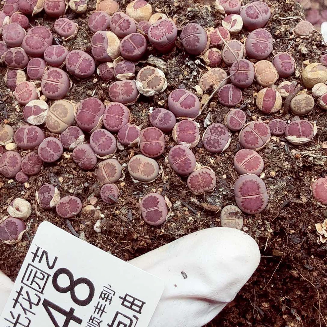 你们吃啥好吃不得阿548