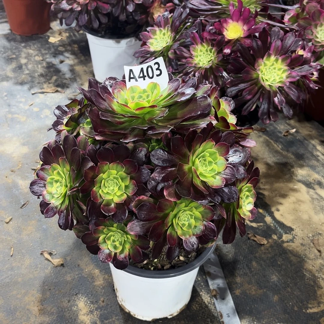 多肉植物安娜锦403多肉