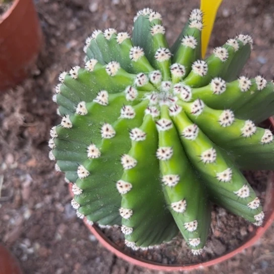 露露实生8公分左右