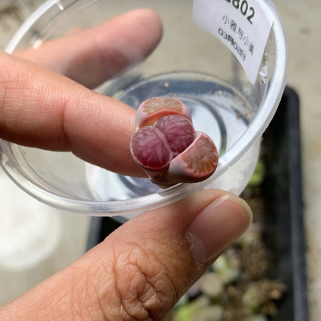 C802多肉植物保护