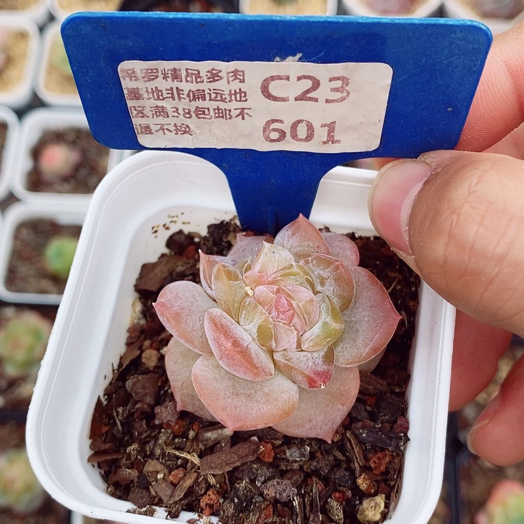 糖心3-4cm多肉植物