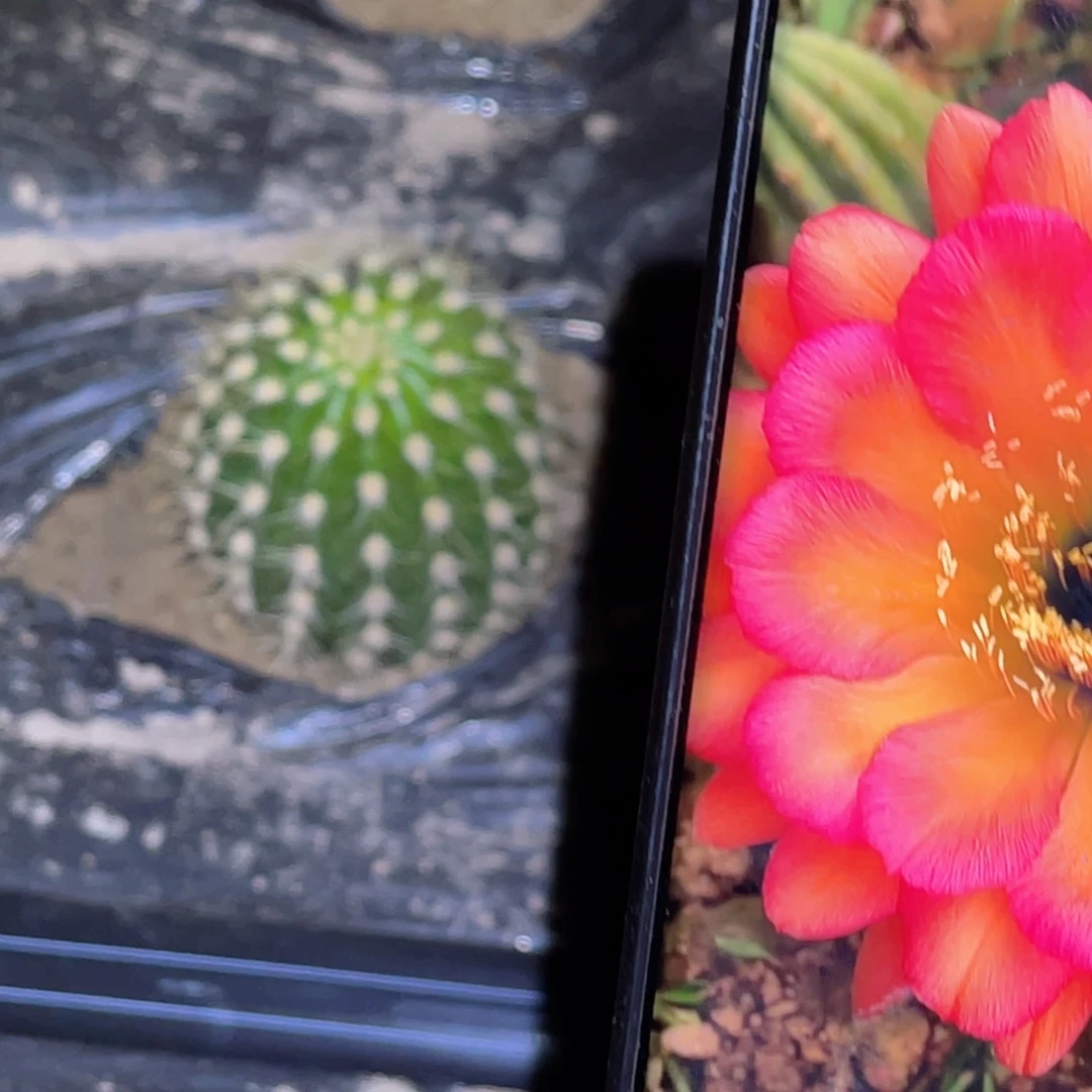 毛花柱 小丑 带根 冠幅7公分左右