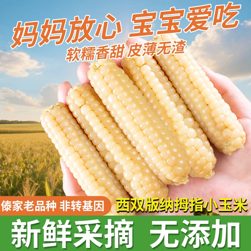 云南西双版纳拇指玉米香糯手指宝宝小玉米真空白甜粘糯香甜早餐