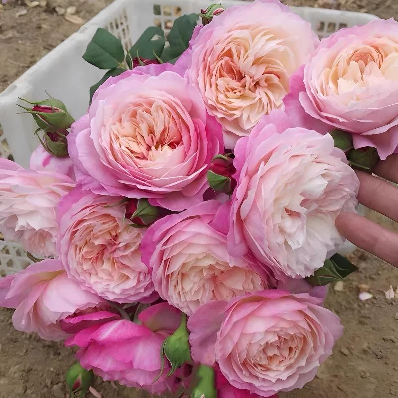 【康斯坦茨】爬藤 月季花苗盆栽四季勤花大花浓香切花玫瑰阳台庭院