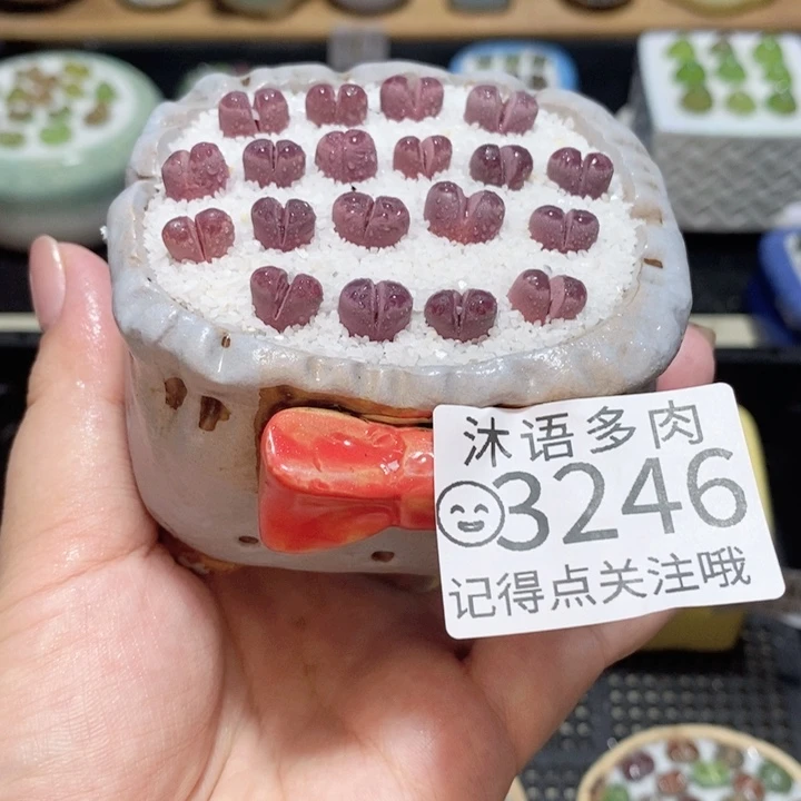 精美盆栽 一物一拍 3246
