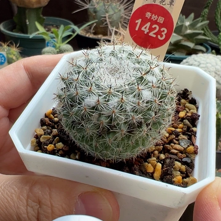 实生雪顶黑刺恋山彦一棵