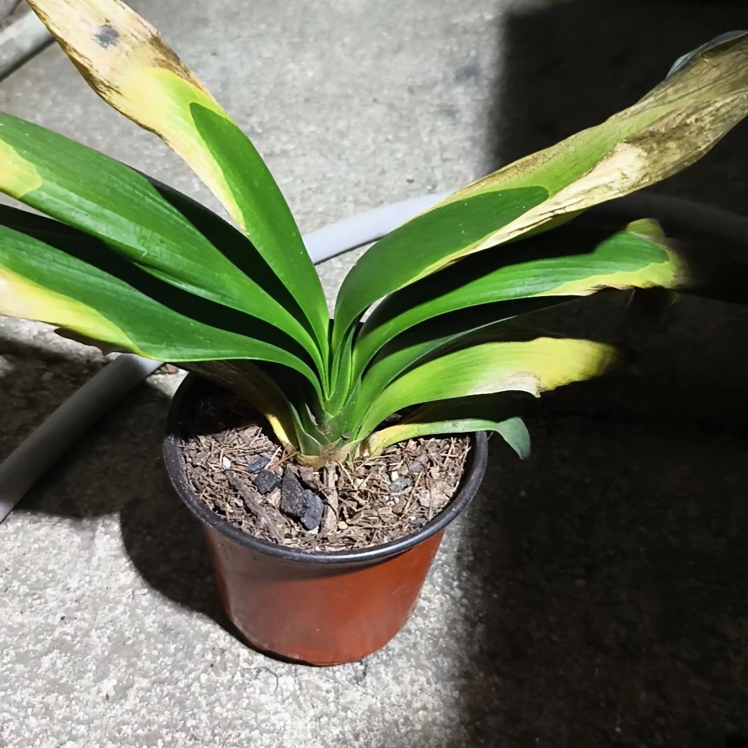 一***劉完全开放辉阳苗残叶特惠一棵