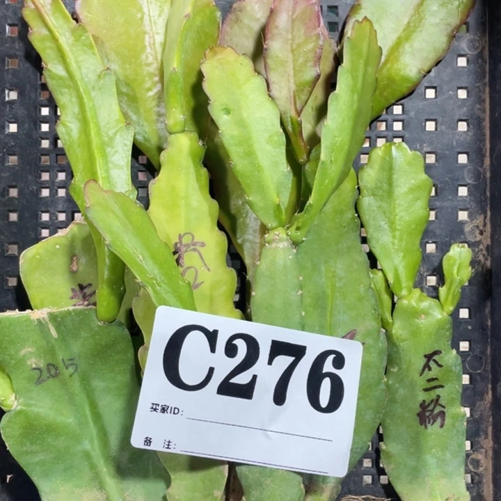 完全开放276六色