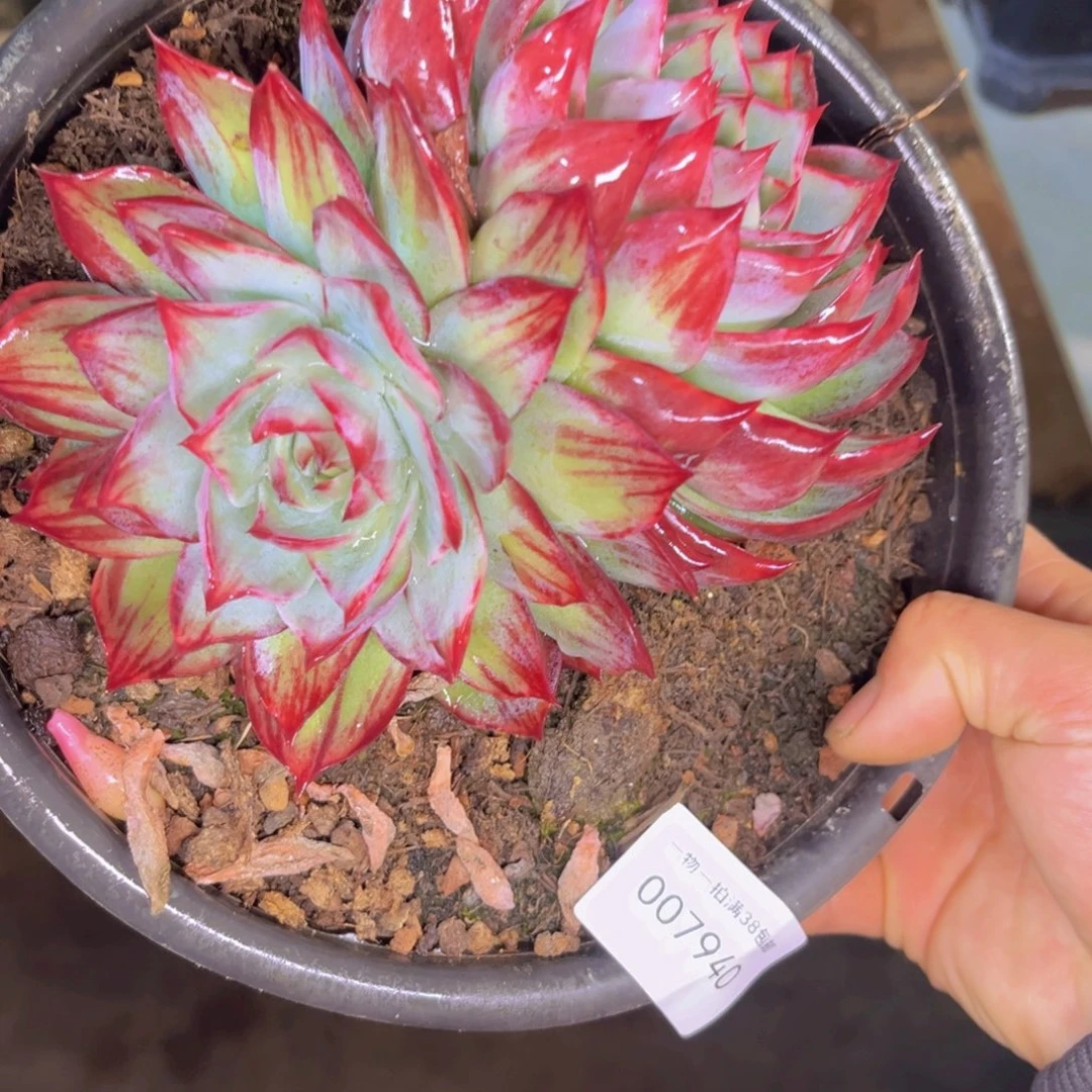 多肉一物一拍7940