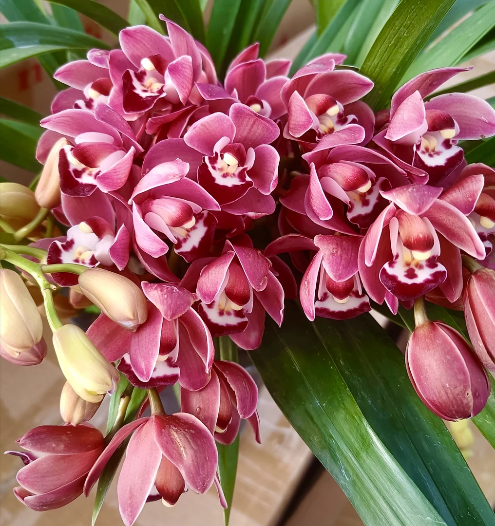 国兰铭品【粉精灵带3-4支花苞】室内外浓香型绿植盆栽 好养易活