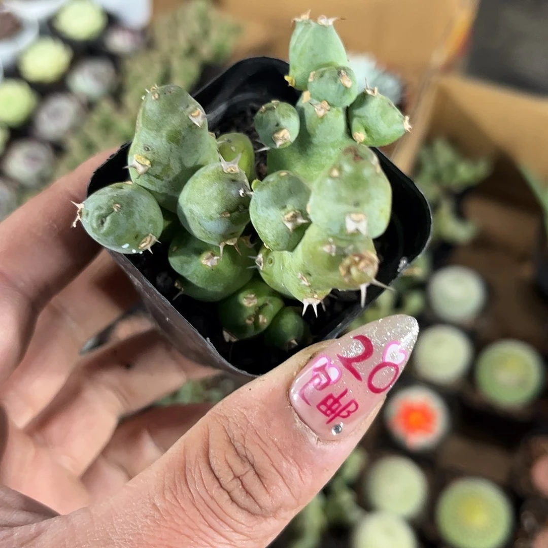 丘栖大吉有根发货有根