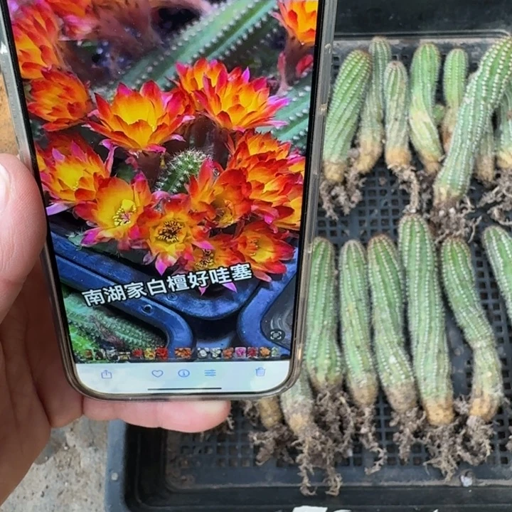 225白檀吕火焰根脱土发货