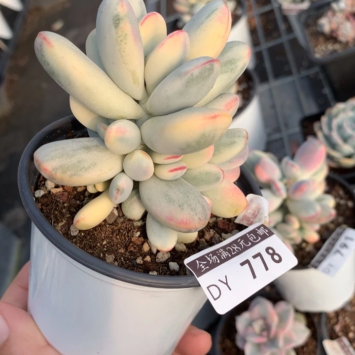 乒乓778多肉植物的