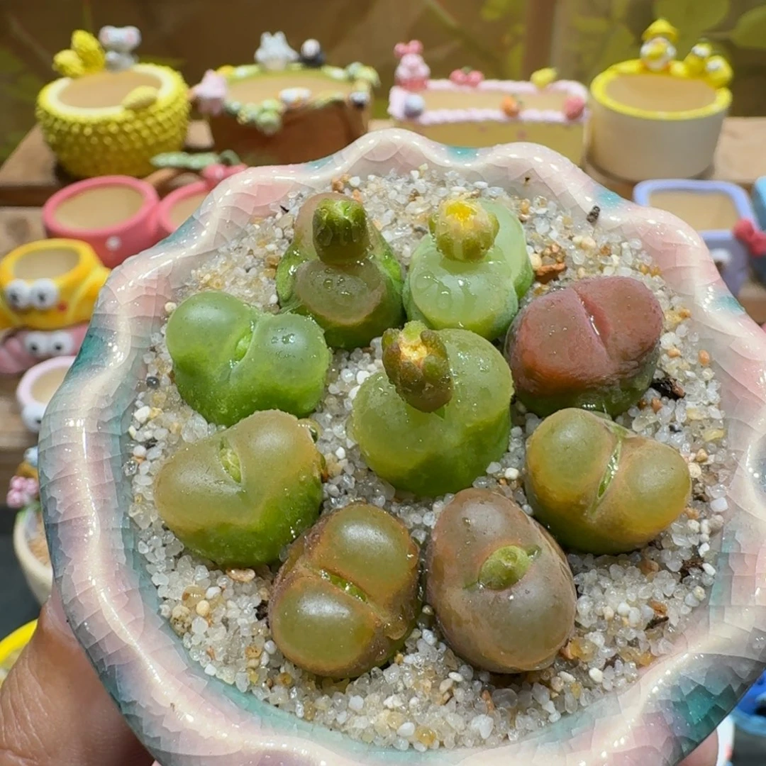 蘑菇1029毛汉尼彩拼多肉植物
