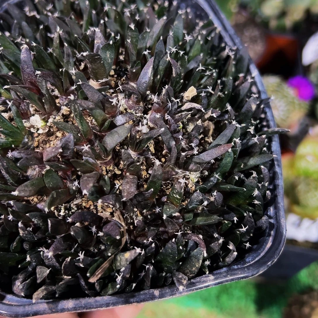 鸭***子无花朵实生牡丹一盆623