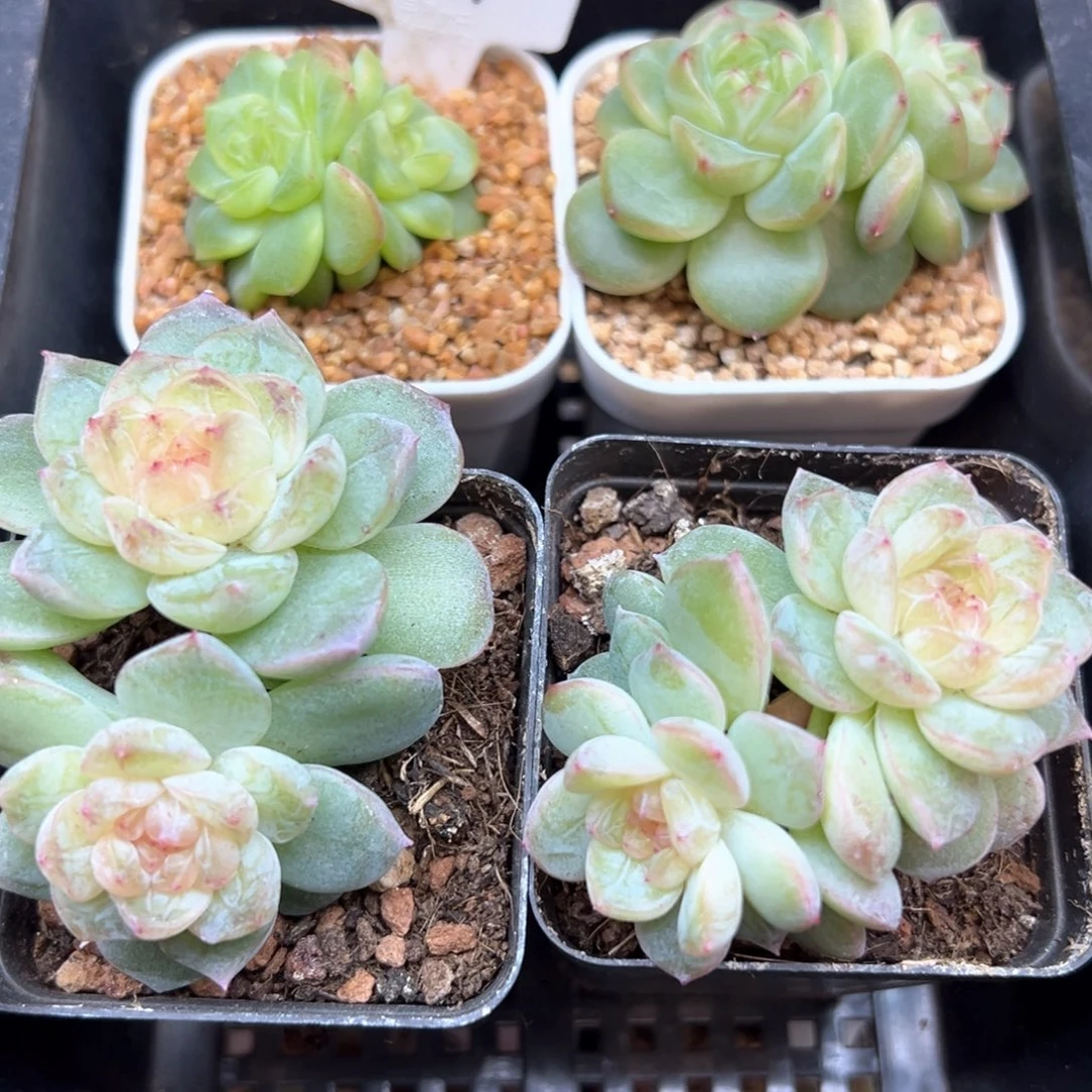 用***1427号框拍，晗雨多肉