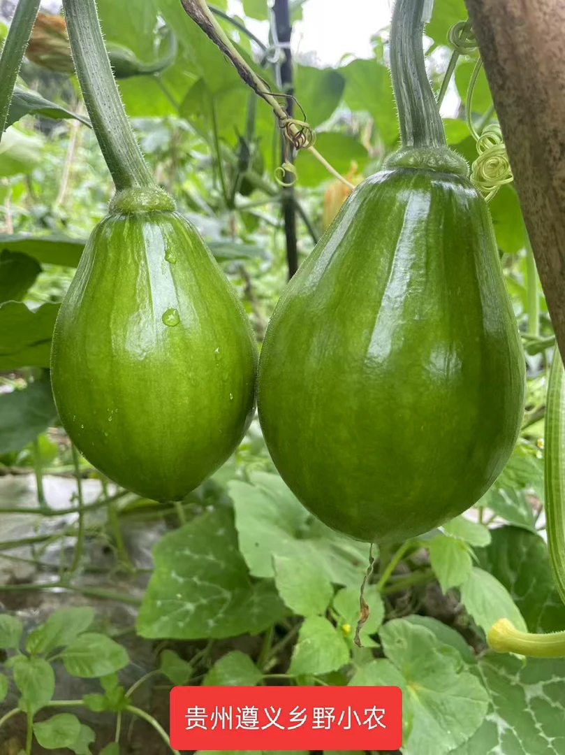 贵州遵义农家露天种植本地老品种嫩南瓜小南瓜现摘现发顺丰包邮