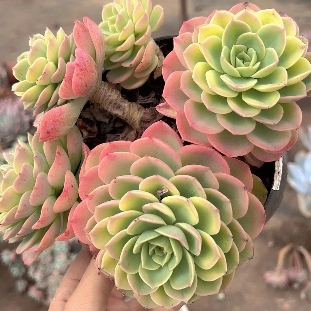 哈密瓜多头群生老桩特价