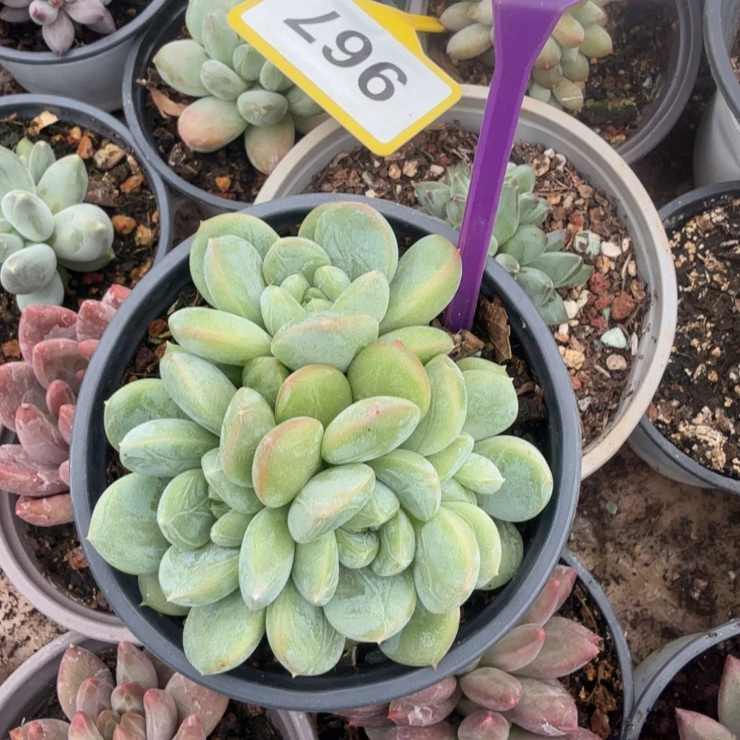 百搭翡翠多肉植物809