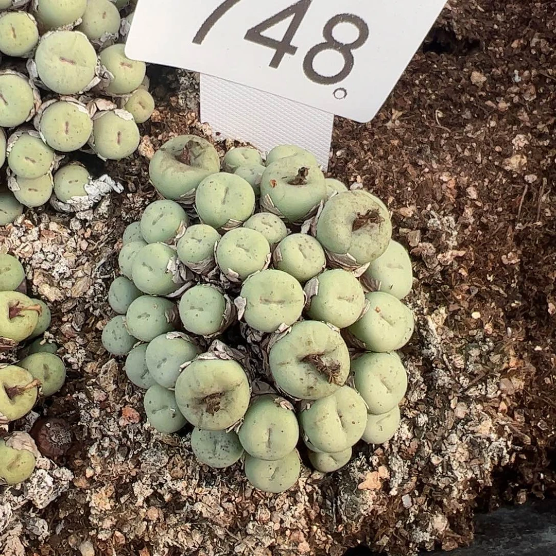 一物一拍脱土发。     748