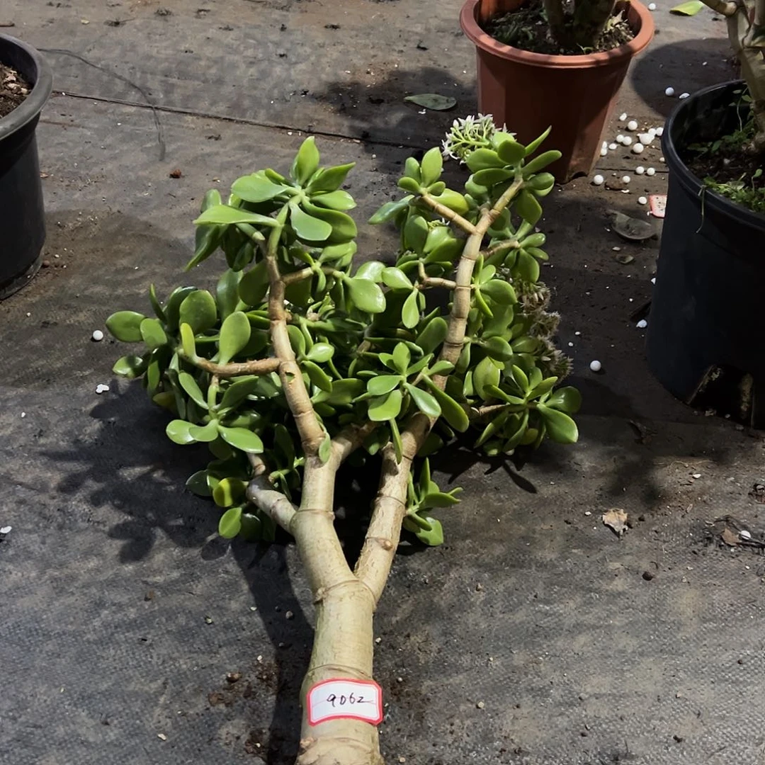 等***待稀有老青叶带土球发货9062