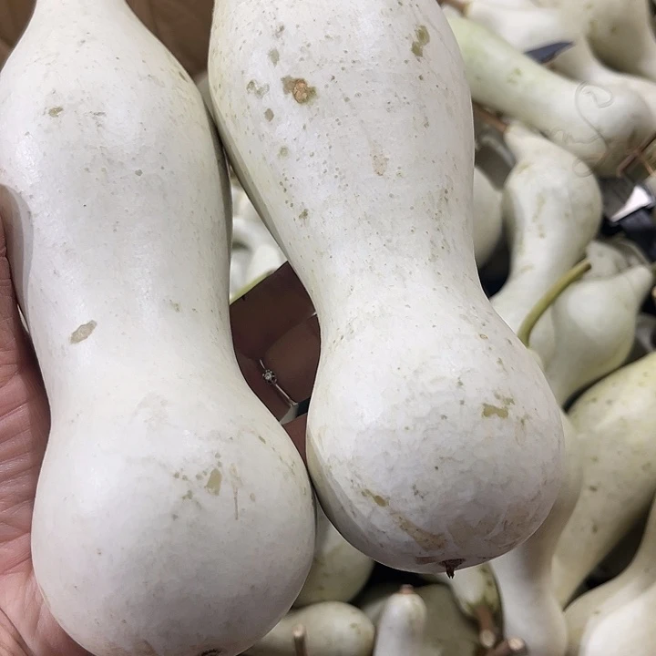 大果紫檀（缅甸花梨）皓*