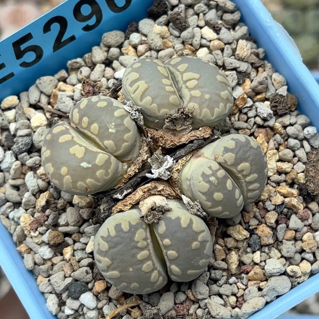 5290四头大牙群一颗