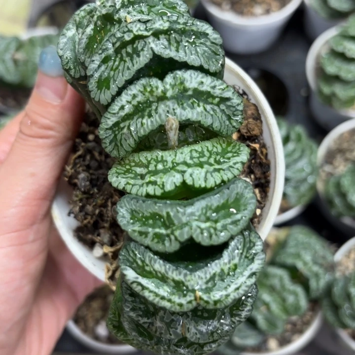 玄武玉扇多肉植物