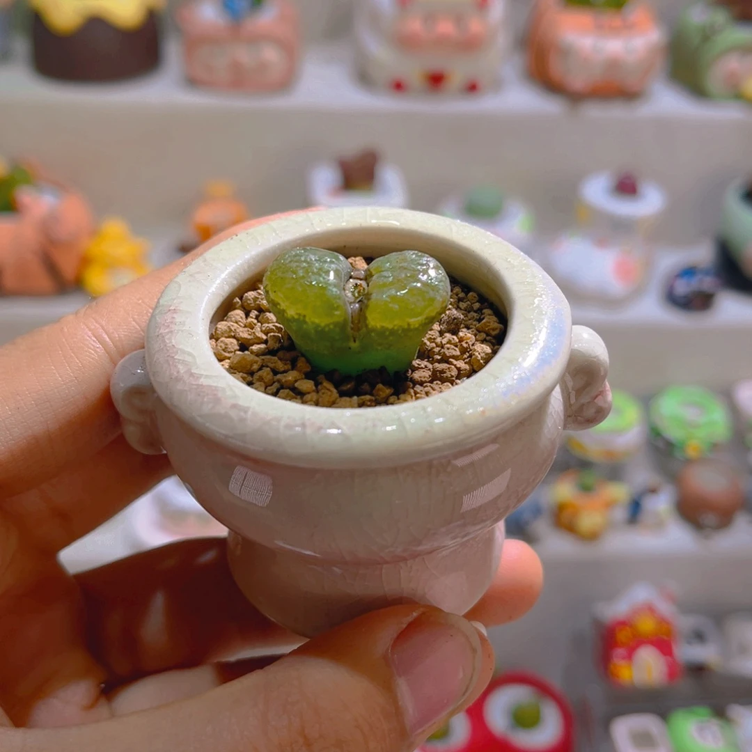 008高端多肉风铃2.4厘米带盆土一套28