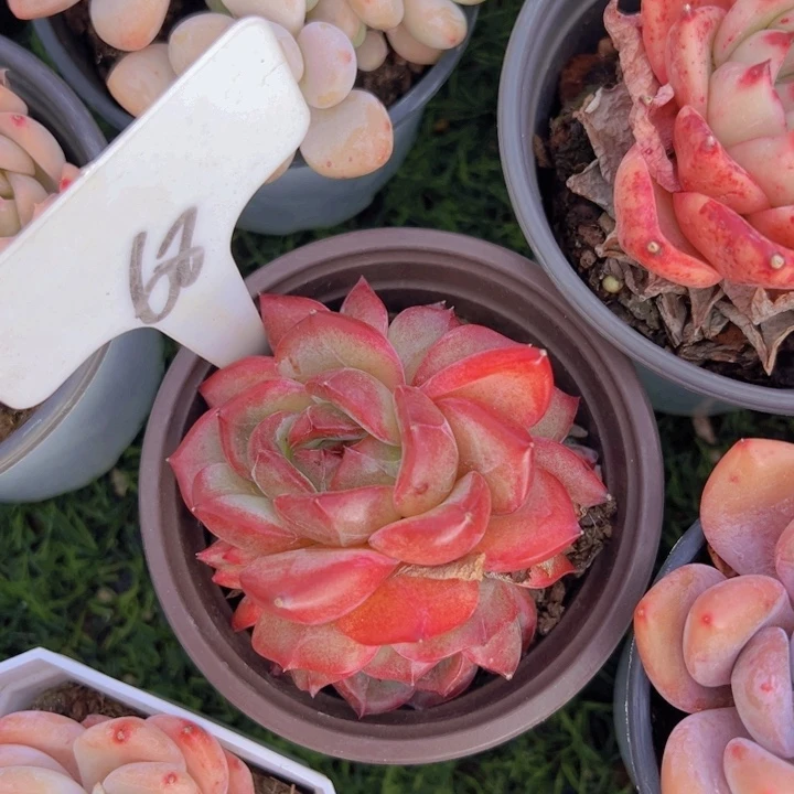 健健康康平平安安