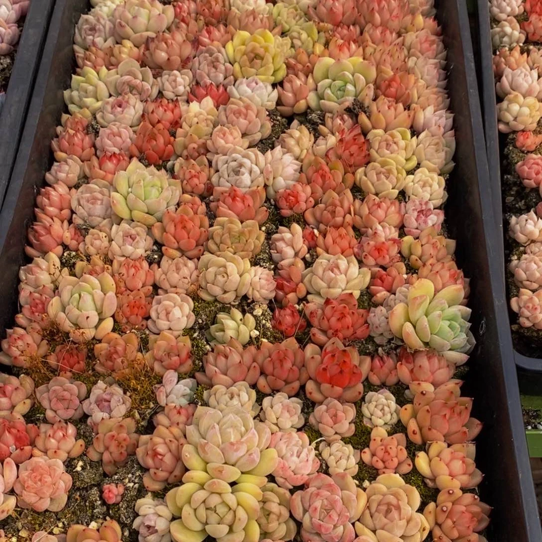 122多肉植物保护研究所所长助理研究员和