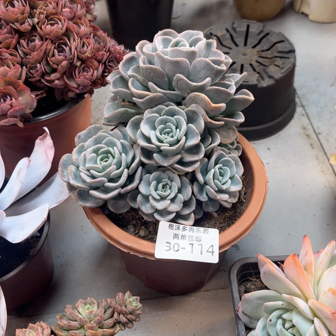 c***d30-114美尻多肉植物