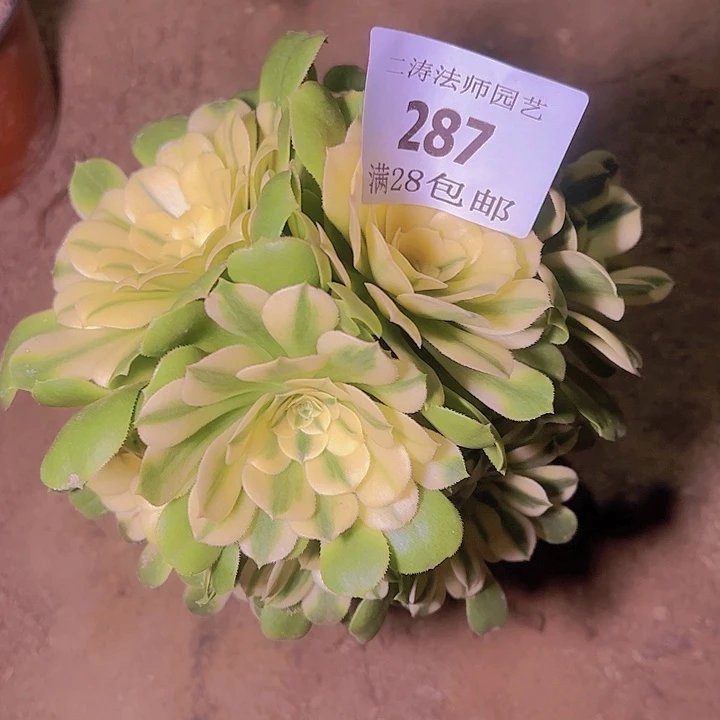 287辛尼亚多肉植物老桩