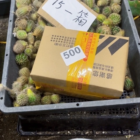 500彩草侧一物一图如图