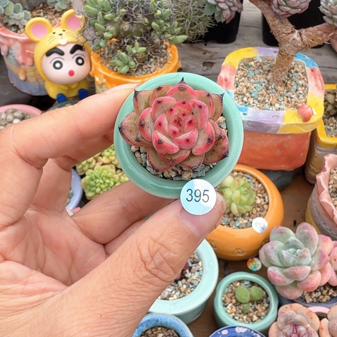 多肉含盆土30元包邮➗偏远地区395