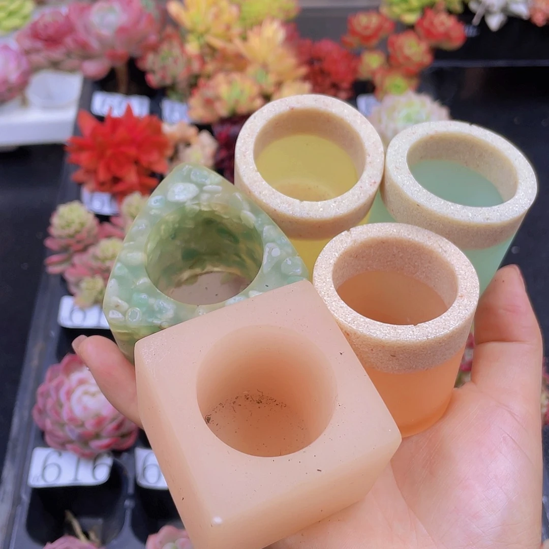多肉女****无土栽培多肉植物