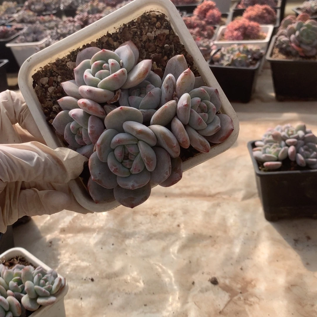 无花朵哈哈哈哈哈哈哈哈20