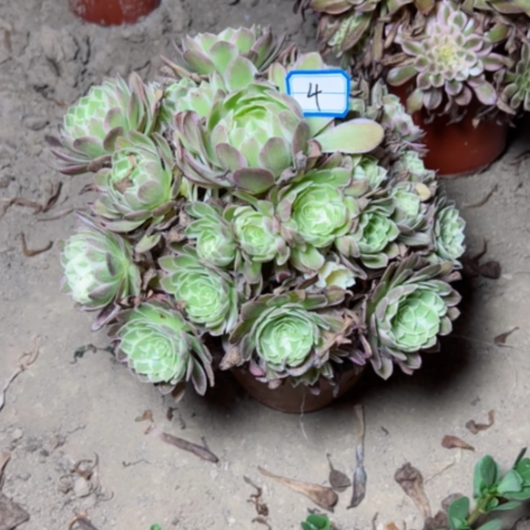 【闪购商品】张*冒多肉植物海仙4