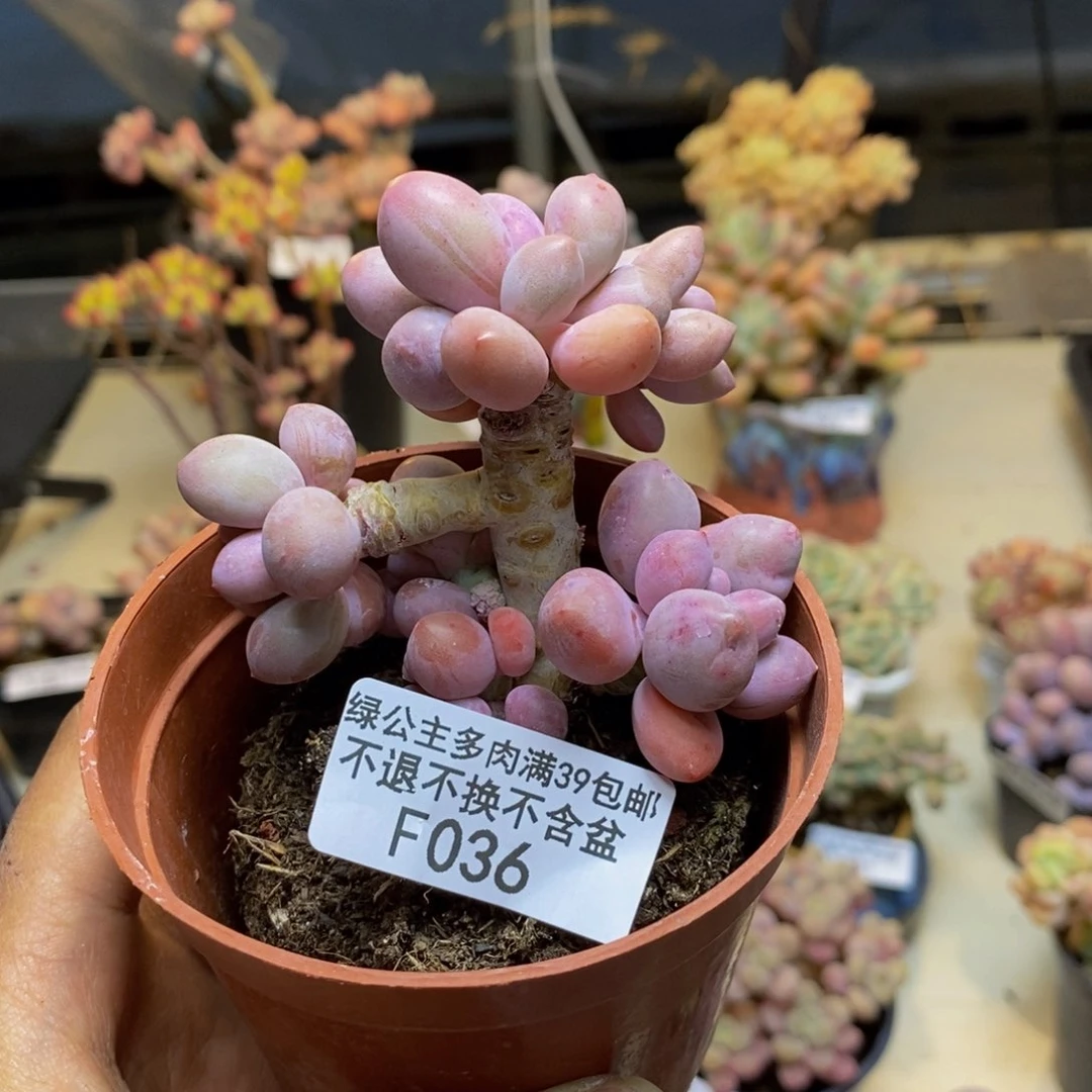 老*036丸叶汤圆多肉7cm