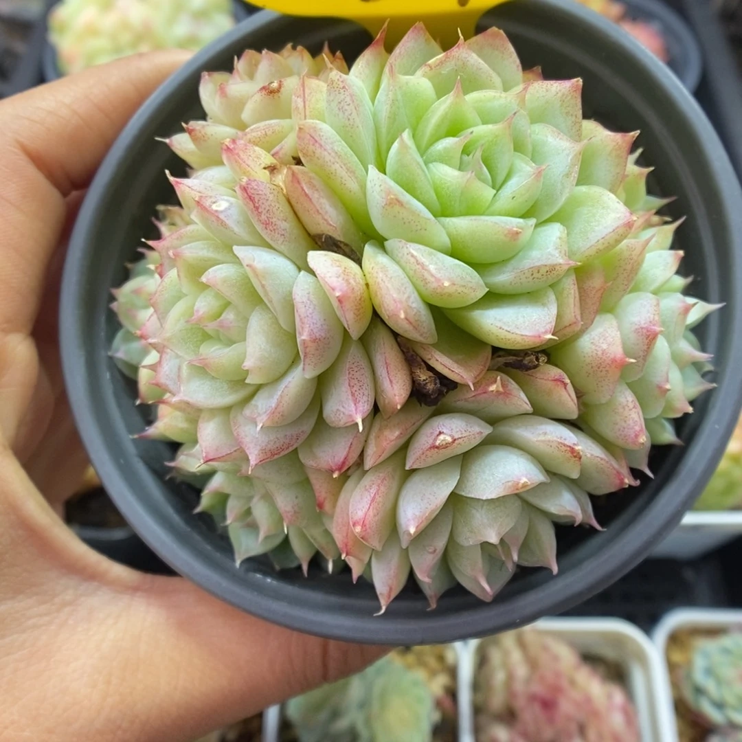 女王玫瑰群生337号。